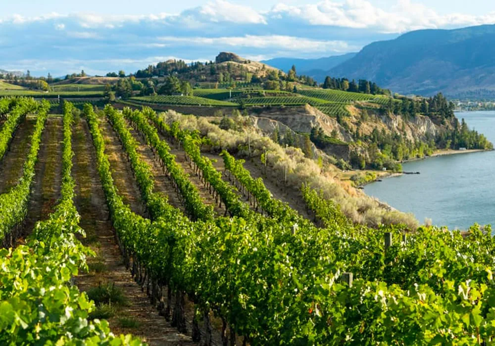 A vibrant vineyard stretches across the landscape, with a tranquil lake shimmering in the background, creating a peaceful scene.