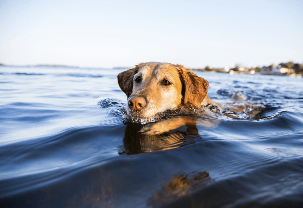 dog in water